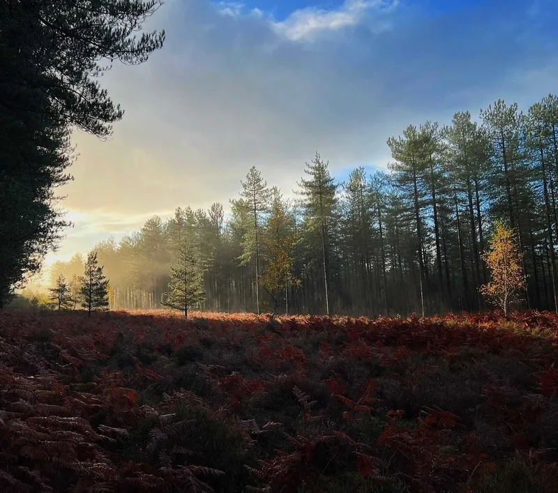 Autumn morning mist drifting through pine trees at the edge of a forest, with bracken turned deep red-brown in the foreground and pale sunlight breaking through low cloud.